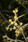 Artemisia absinthium 'Lambrook Silver' RCP7-06 376.jpg